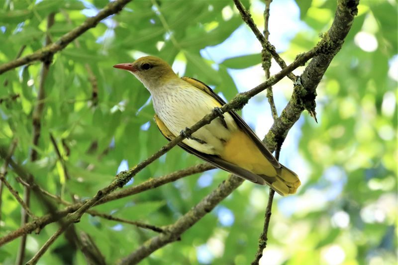 Loriot d&rsquo;Europe femelle